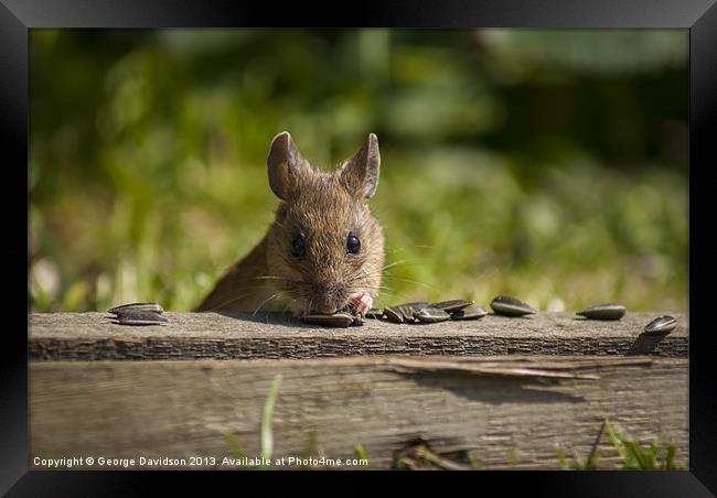 Field Mouse Watching Framed Print by George Davidson