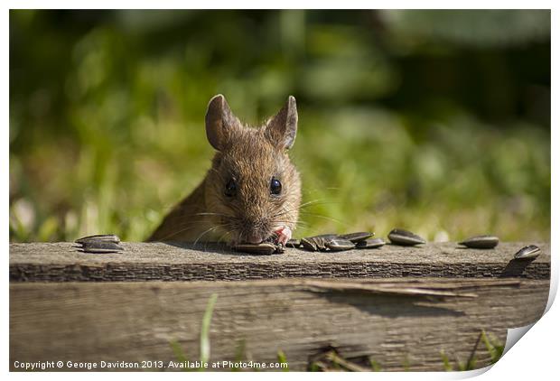 Field Mouse Watching Print by George Davidson