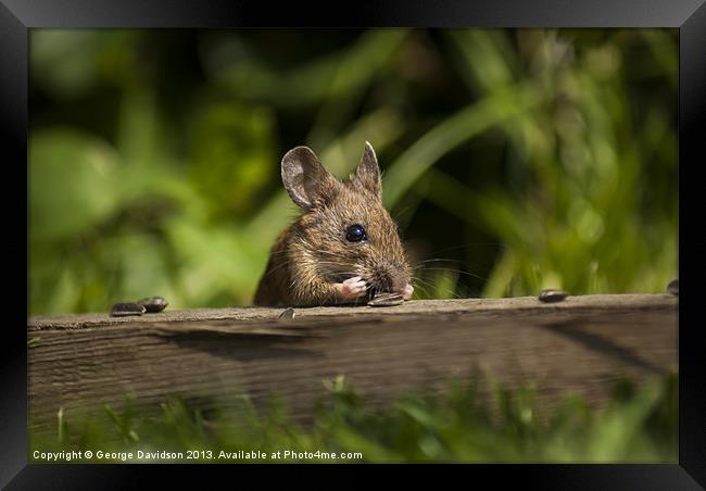 Field Mouse Snack Bar Framed Print by George Davidson