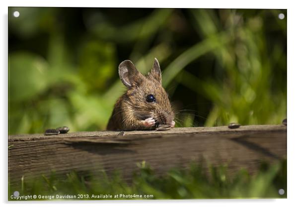 Field Mouse Snack Bar Acrylic by George Davidson