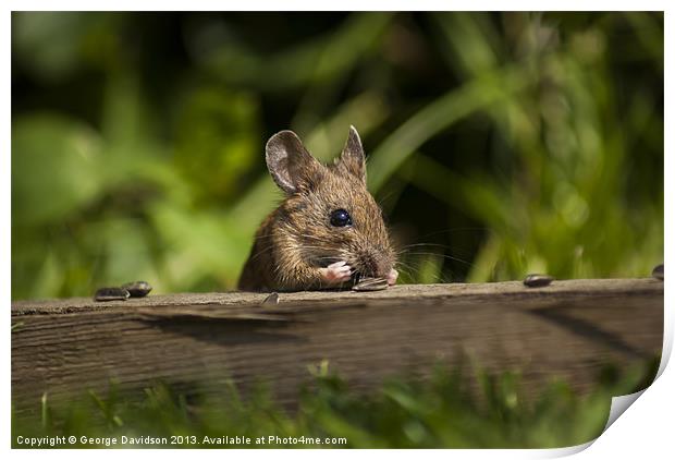 Field Mouse Snack Bar Print by George Davidson