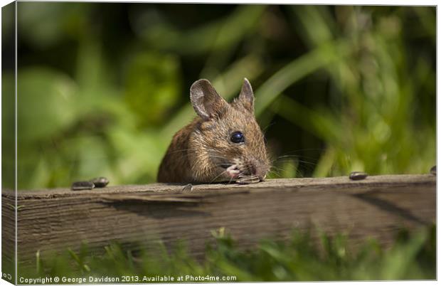 Field Mouse Eating Canvas Print by George Davidson