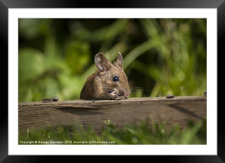 Field Mouse Eating Framed Mounted Print by George Davidson