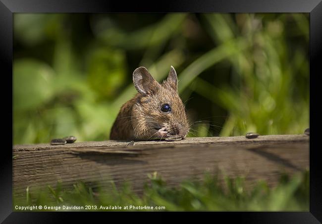 Field Mouse Eating Framed Print by George Davidson