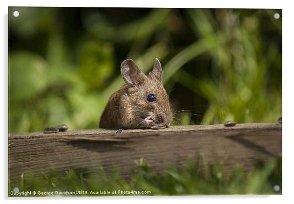 Field Mouse Eating Acrylic by George Davidson