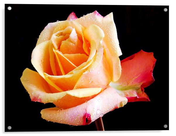 1478-beauty rose Acrylic by elvira ladocki