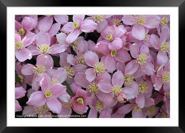 Clematis in full Bloom Framed Mounted Print by Mark Cake