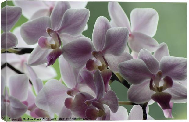 Orchids Canvas Print by Mark Cake