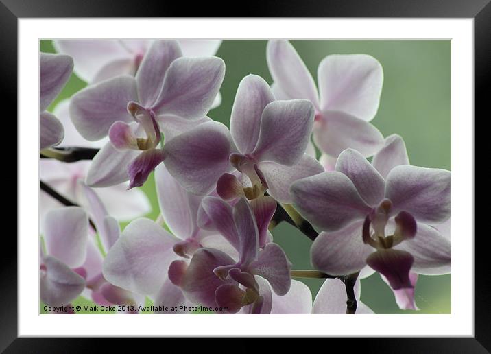 Orchids Framed Mounted Print by Mark Cake