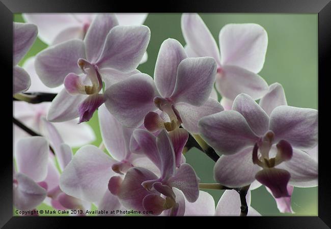 Orchids Framed Print by Mark Cake