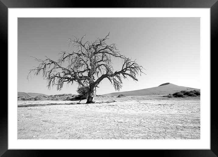 Namibian Trees 5 B&W Framed Mounted Print by Alan Bishop