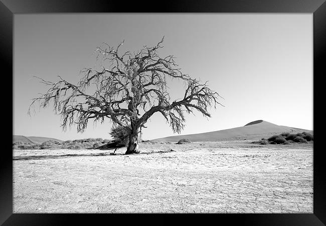 Namibian Trees 5 B&W Framed Print by Alan Bishop