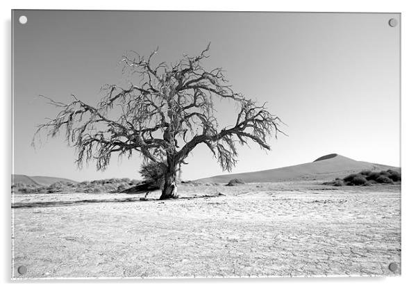 Namibian Trees 5 B&W Acrylic by Alan Bishop