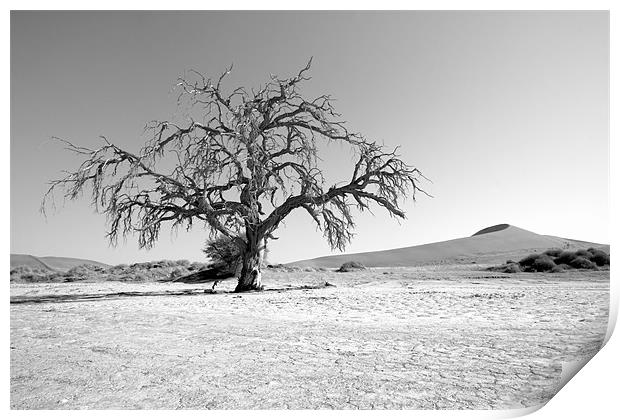 Namibian Trees 5 B&W Print by Alan Bishop