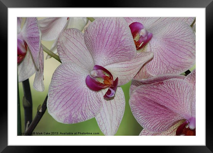 Pink orchid Framed Mounted Print by Mark Cake