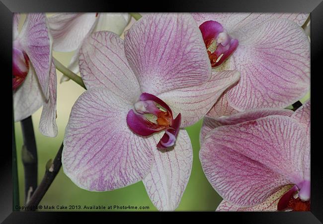 Pink orchid Framed Print by Mark Cake
