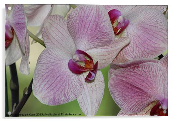 Pink orchid Acrylic by Mark Cake