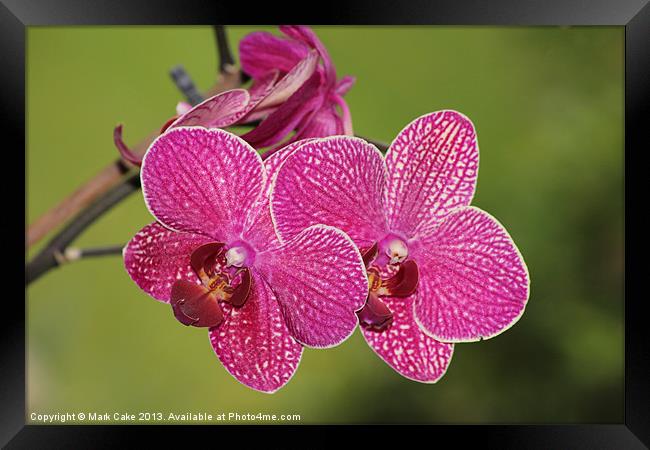 Deep pink veined orchid Framed Print by Mark Cake