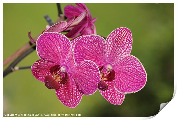 Deep pink veined orchid Print by Mark Cake