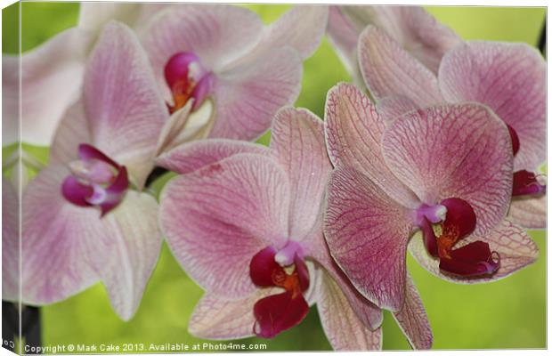 Pink veined orchids Canvas Print by Mark Cake