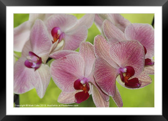 Pink veined orchids Framed Mounted Print by Mark Cake