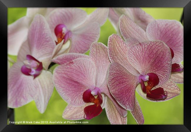 Pink veined orchids Framed Print by Mark Cake