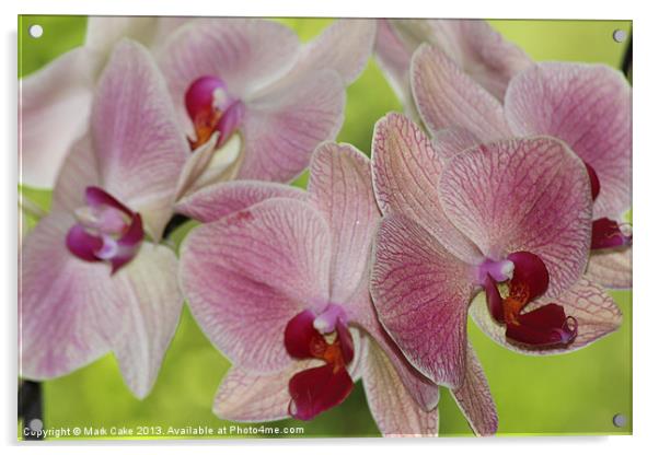 Pink veined orchids Acrylic by Mark Cake