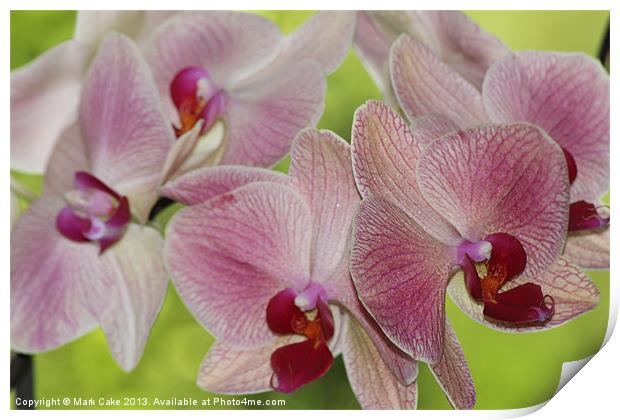 Pink veined orchids Print by Mark Cake