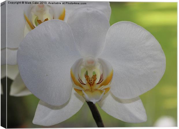 White orchid Canvas Print by Mark Cake