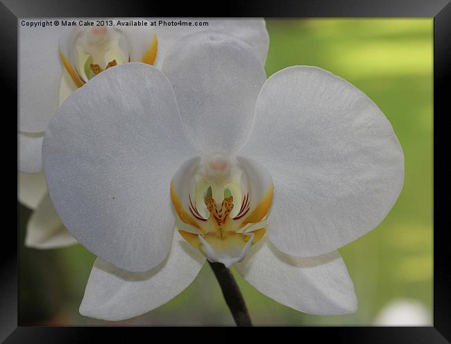 White orchid Framed Print by Mark Cake