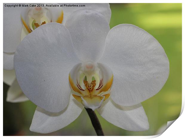 White orchid Print by Mark Cake