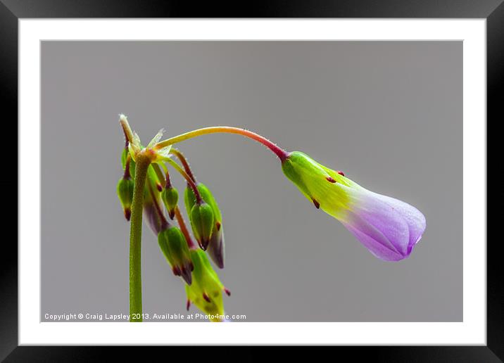 Tiny Oxalis flower waiting to bloom Framed Mounted Print by Craig Lapsley