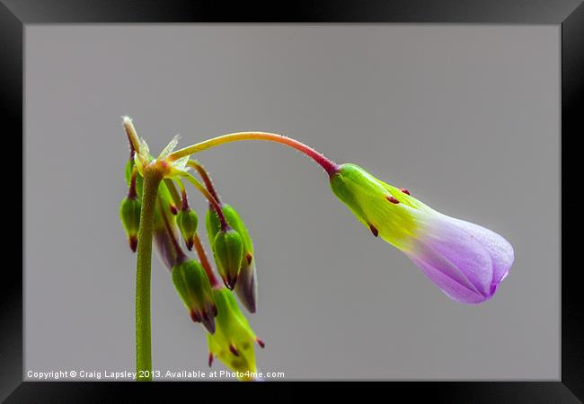 Tiny Oxalis flower waiting to bloom Framed Print by Craig Lapsley