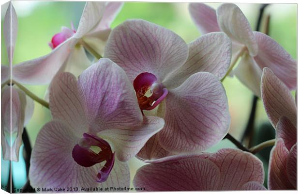 Pink orchids Canvas Print by Mark Cake