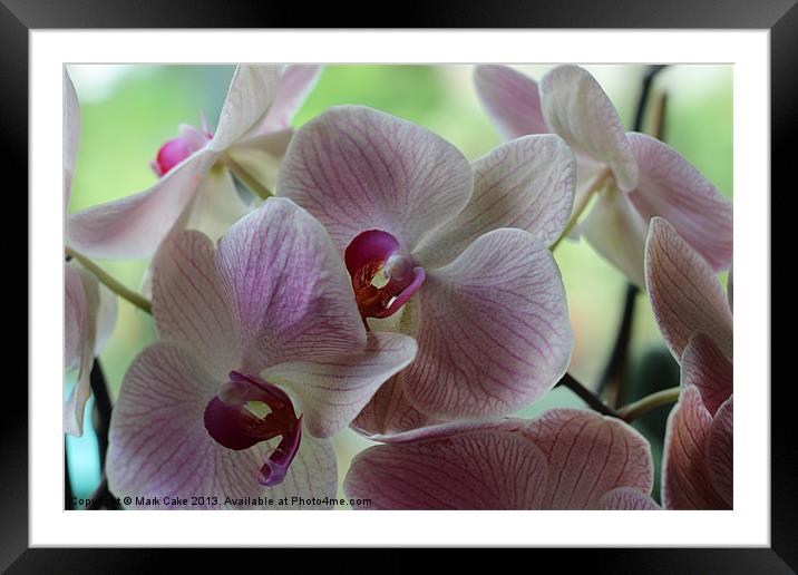 Pink orchids Framed Mounted Print by Mark Cake