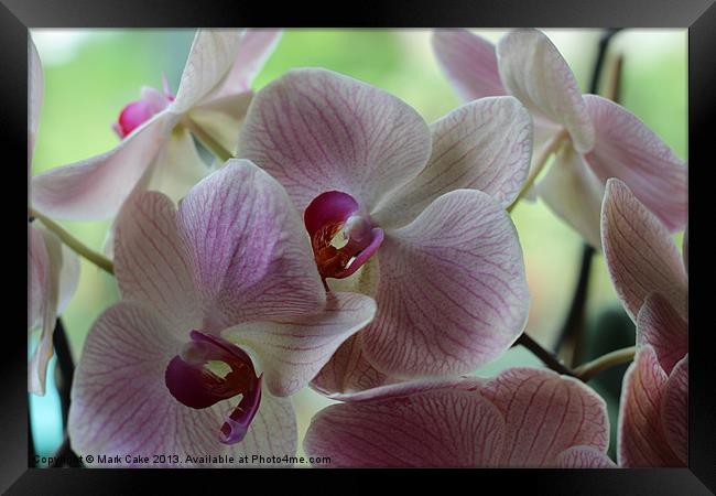 Pink orchids Framed Print by Mark Cake