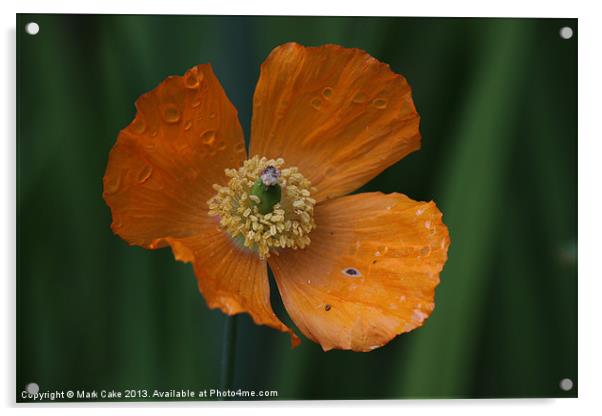 Orange poppy Acrylic by Mark Cake