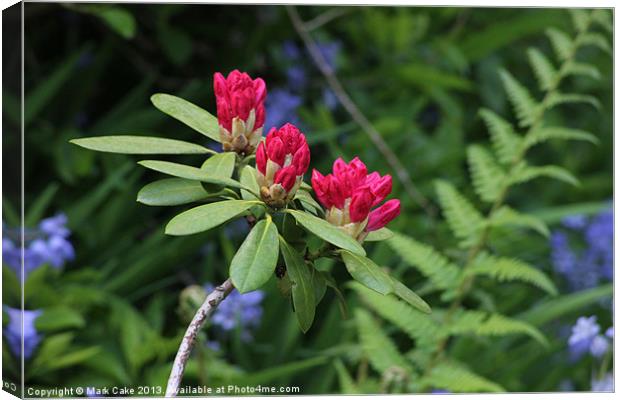 Rhododendrons Canvas Print by Mark Cake