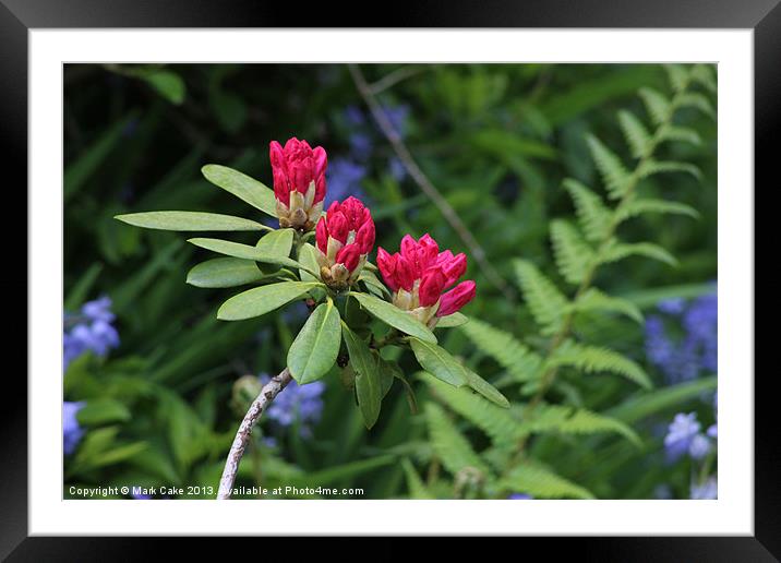 Rhododendrons Framed Mounted Print by Mark Cake