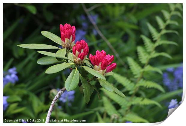 Rhododendrons Print by Mark Cake