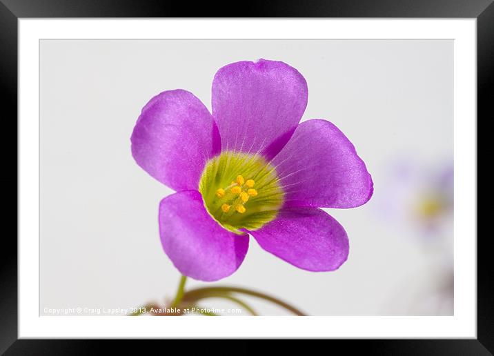 purple oxalis flower Framed Mounted Print by Craig Lapsley