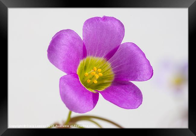 purple oxalis flower Framed Print by Craig Lapsley