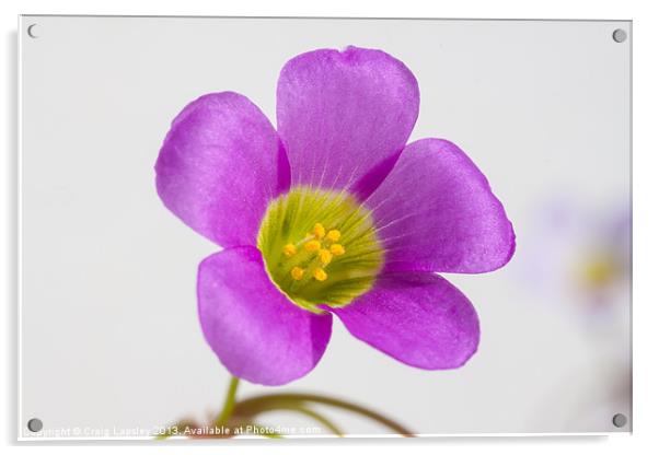 purple oxalis flower Acrylic by Craig Lapsley