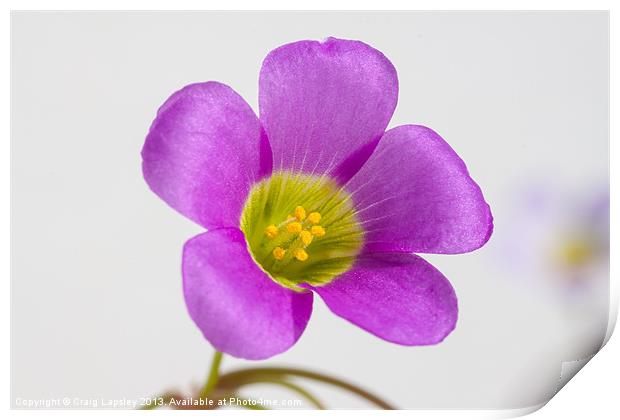 purple oxalis flower Print by Craig Lapsley