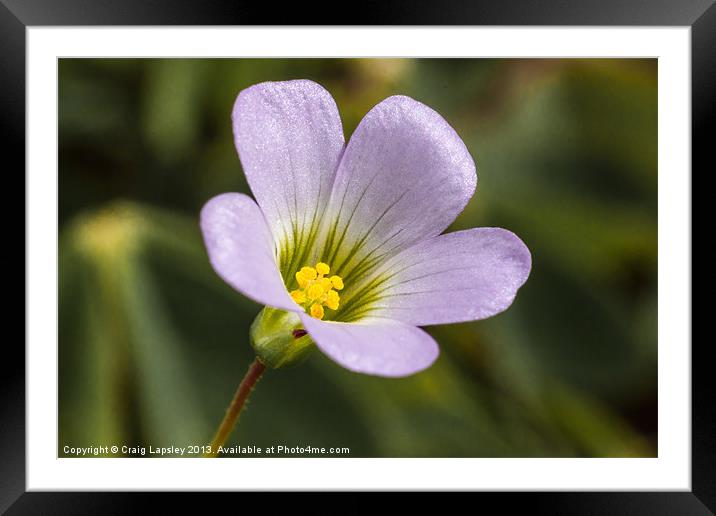 lilac oxalis with typical 5 petals Framed Mounted Print by Craig Lapsley