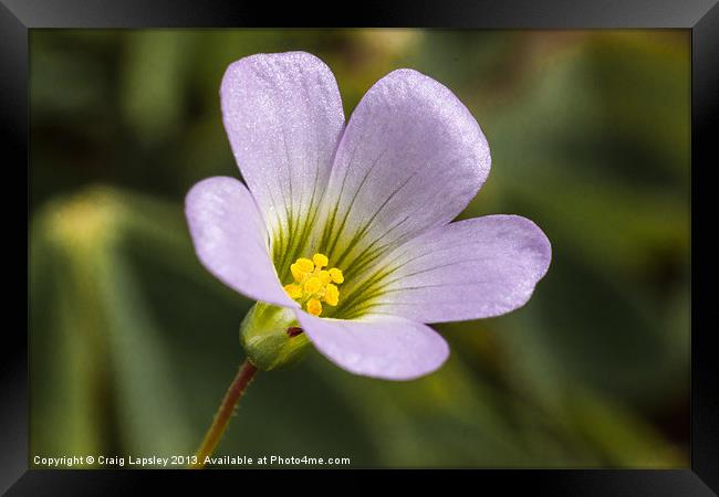 lilac oxalis with typical 5 petals Framed Print by Craig Lapsley