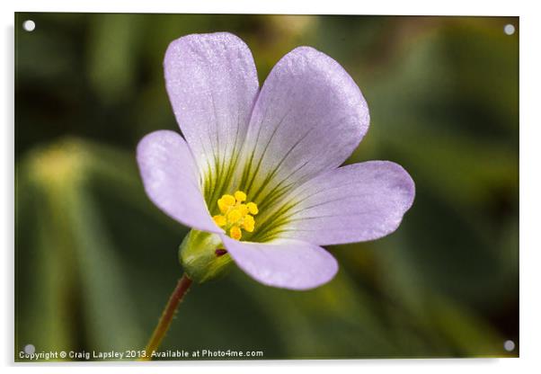lilac oxalis with typical 5 petals Acrylic by Craig Lapsley