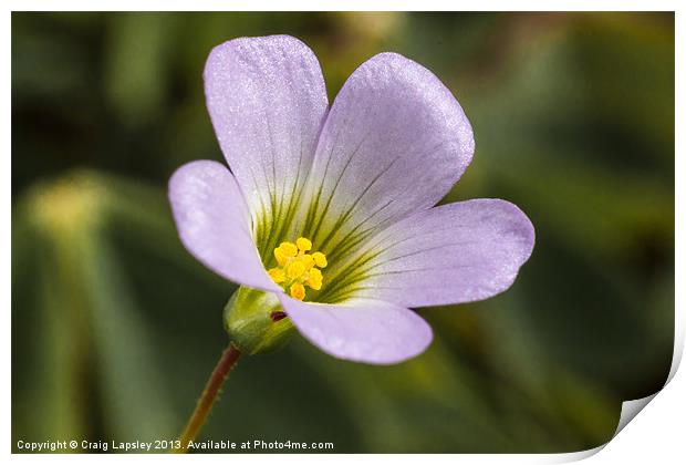 lilac oxalis with typical 5 petals Print by Craig Lapsley