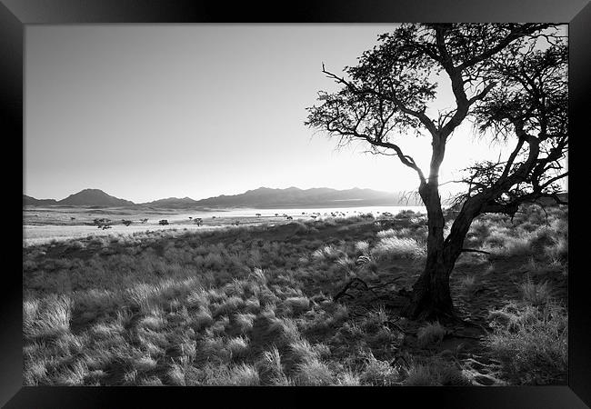 Namibian Trees 8 B&W Framed Print by Alan Bishop