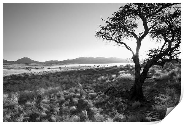 Namibian Trees 8 B&W Print by Alan Bishop